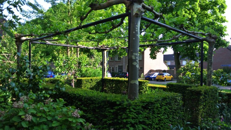 Een boom in je tuin – wat moet je er mee?