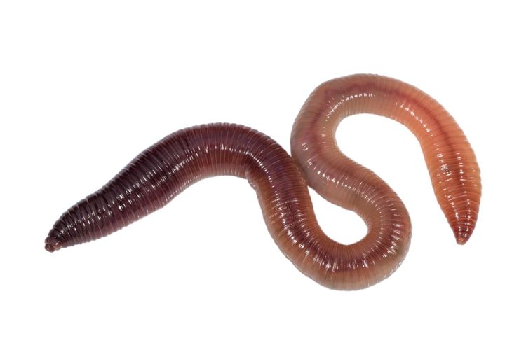 regenworm