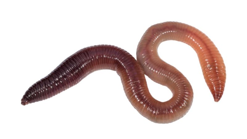 Regenwormen en klimaatverandering