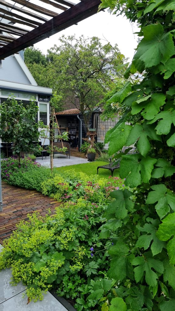 Hollandse tuin in Barendrecht met klimplanten