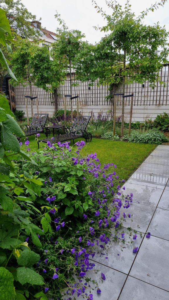 Hollandse tuin in Barendrecht met leibomen