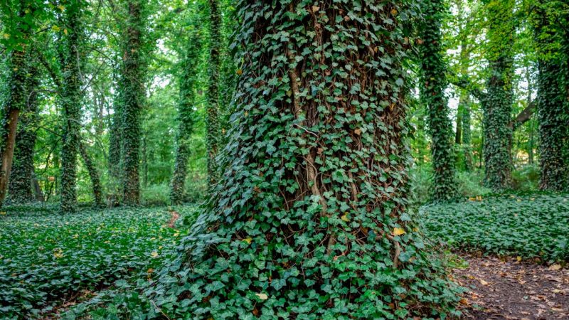 Klimop in bomen: goed of slecht?