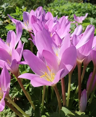 Bloembollen, het gehele jaar een bloeiende tuin!