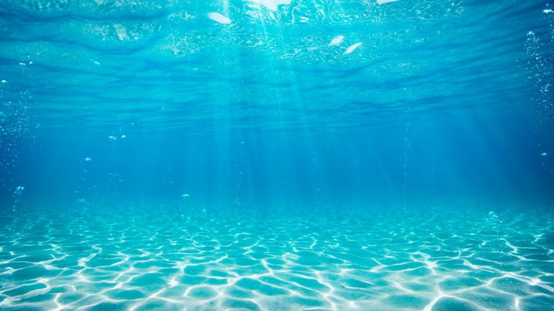 Zwemmen in puur natuur met natuurzwembad