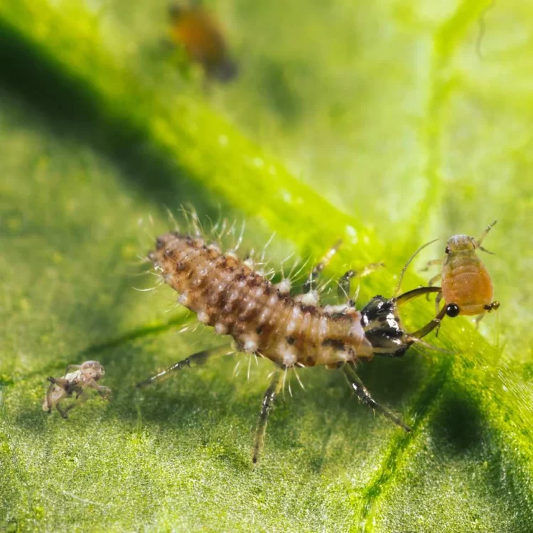 Larve Lieveheersbeestje