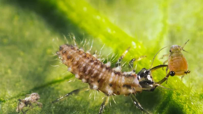 Larve Lieveheersbeestje