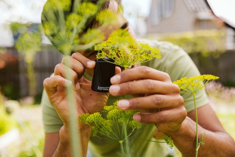 Insect Heroes onderzoek